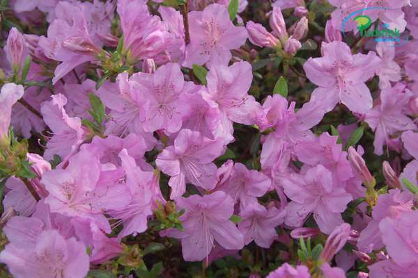 Azalia japońska Lavenda